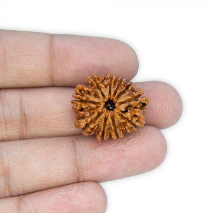 10 Mukhi Rudraksha