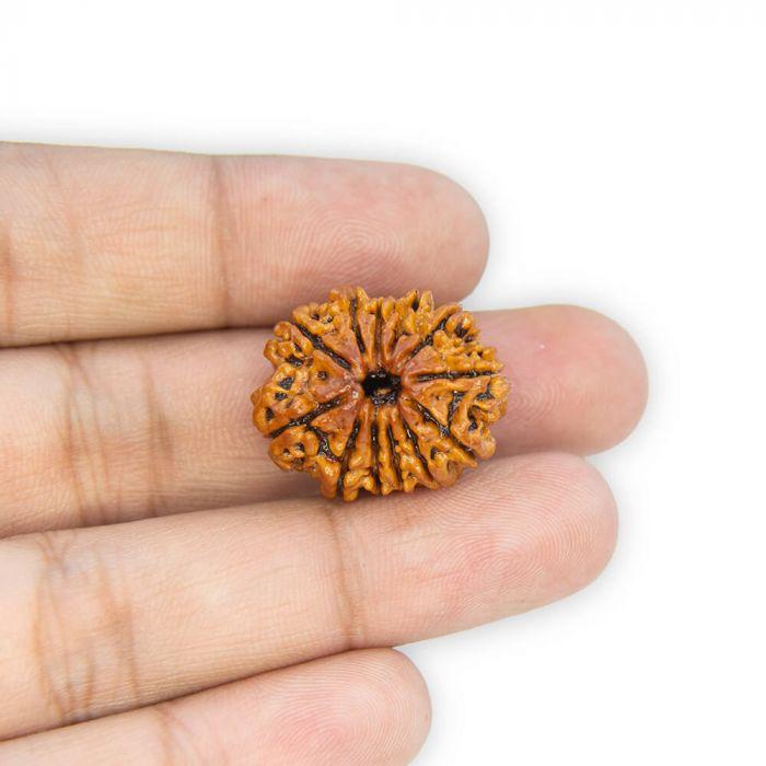 12 Mukhi Rudraksha