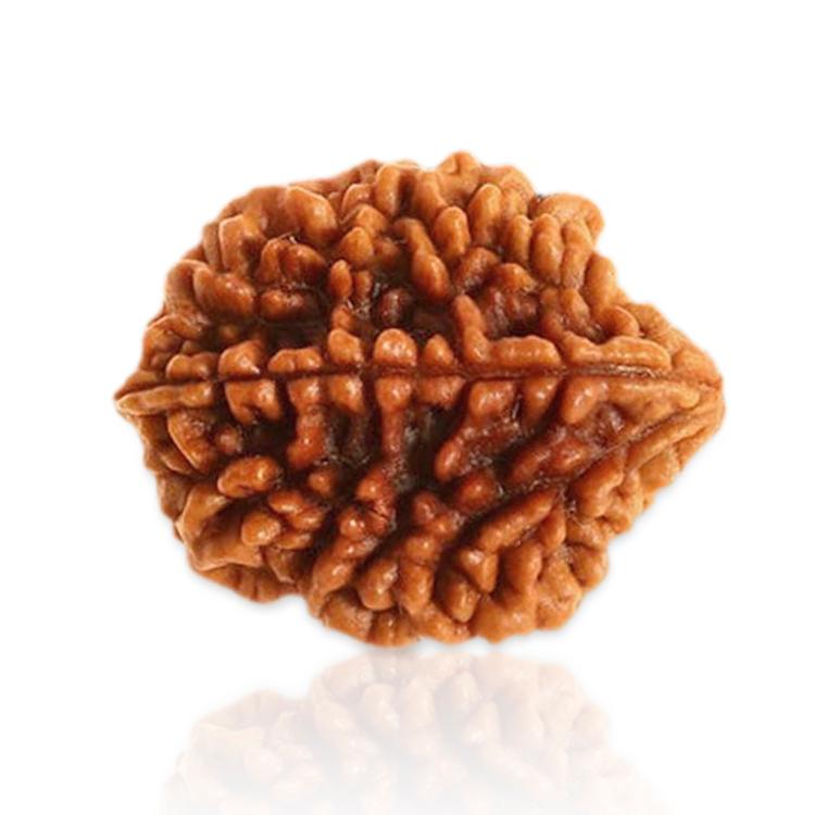 2 Mukhi Rudraksha