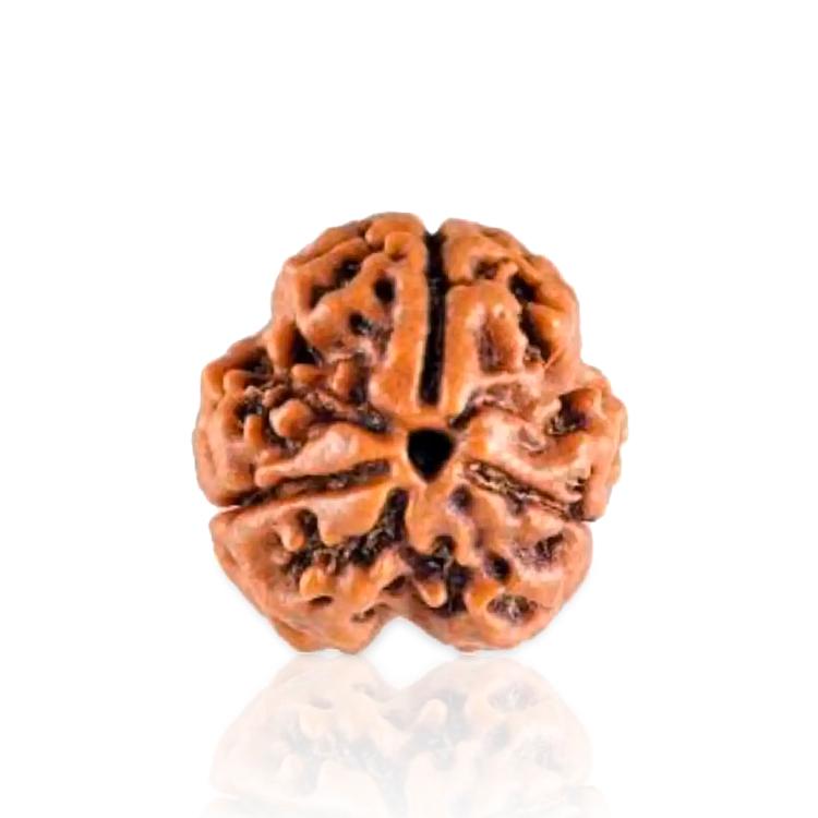 3 Mukhi Rudraksha