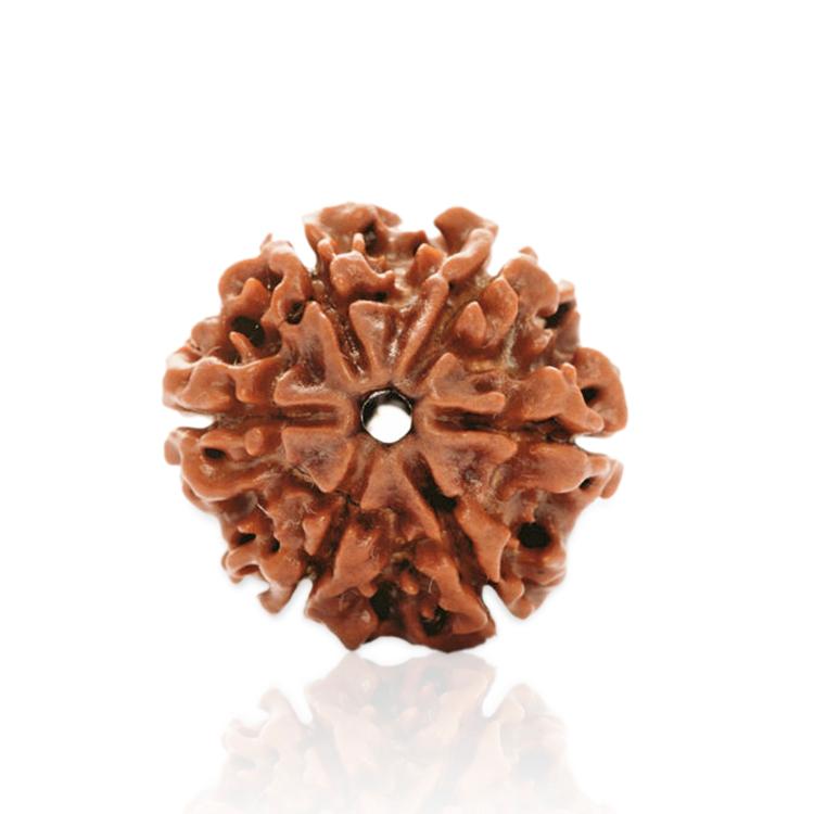 6 Mukhi Rudraksha