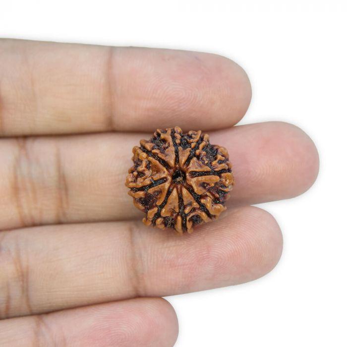 8 Mukhi Rudraksha