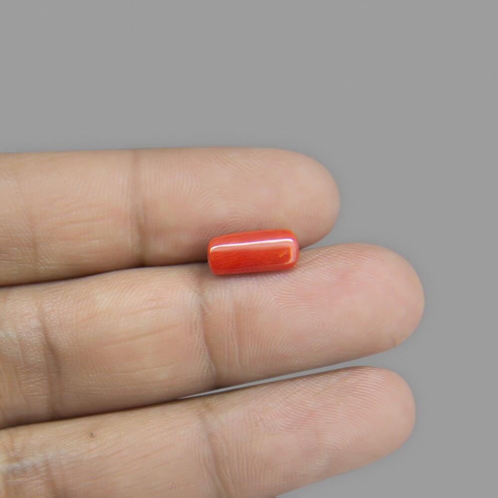 Red Coral - 2.54 Carat