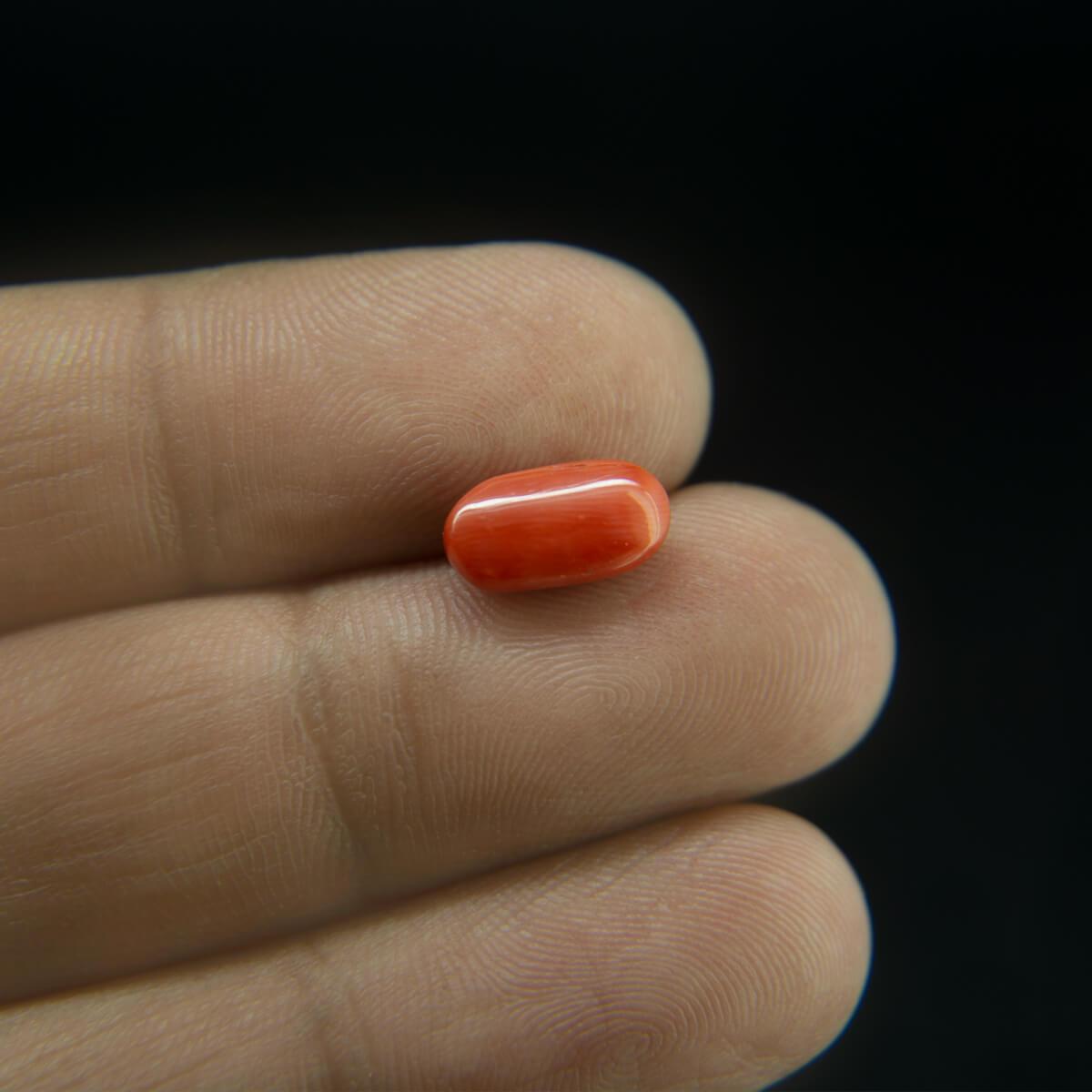 Red Coral - 2.88 Carat