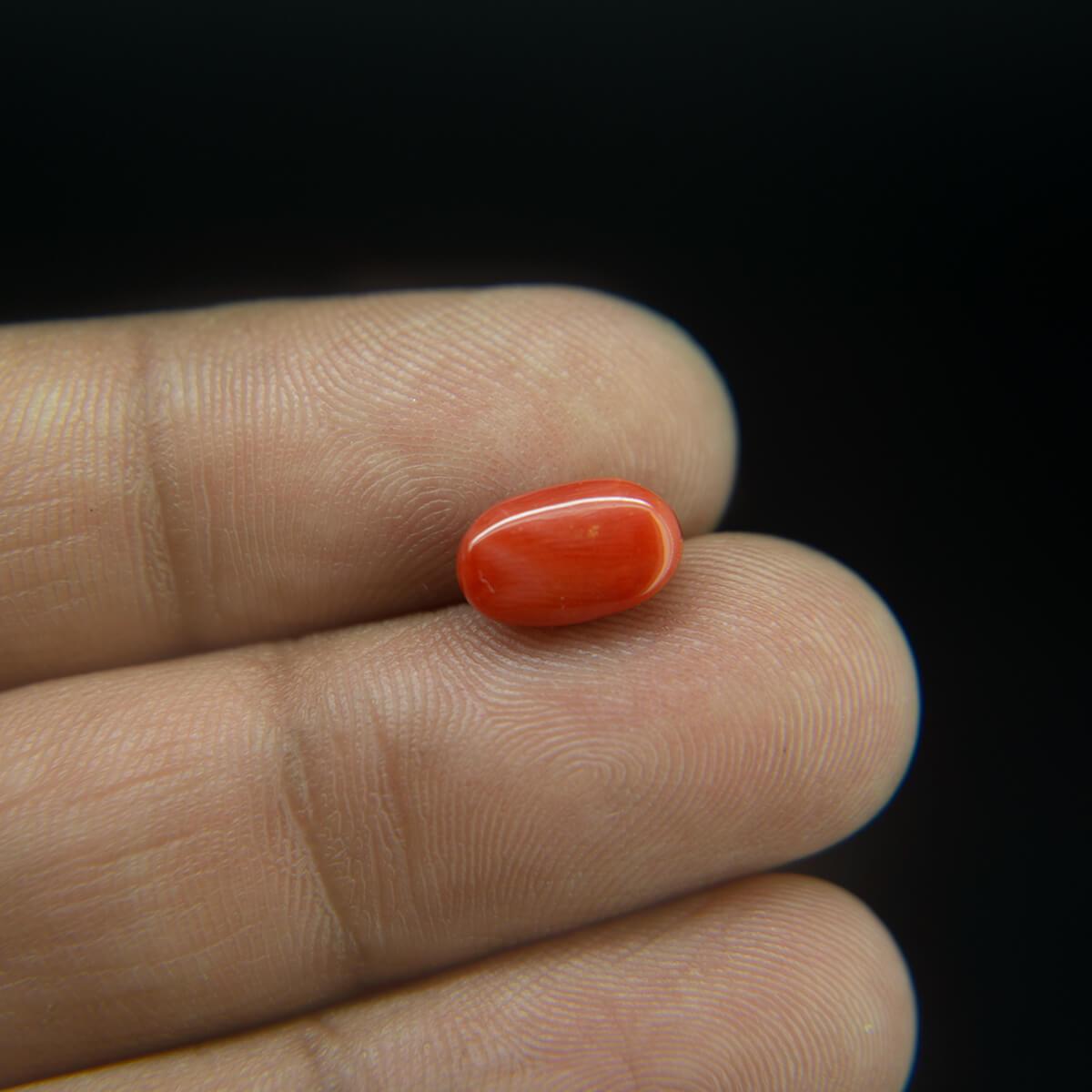 Red Coral - 2.73 Carat