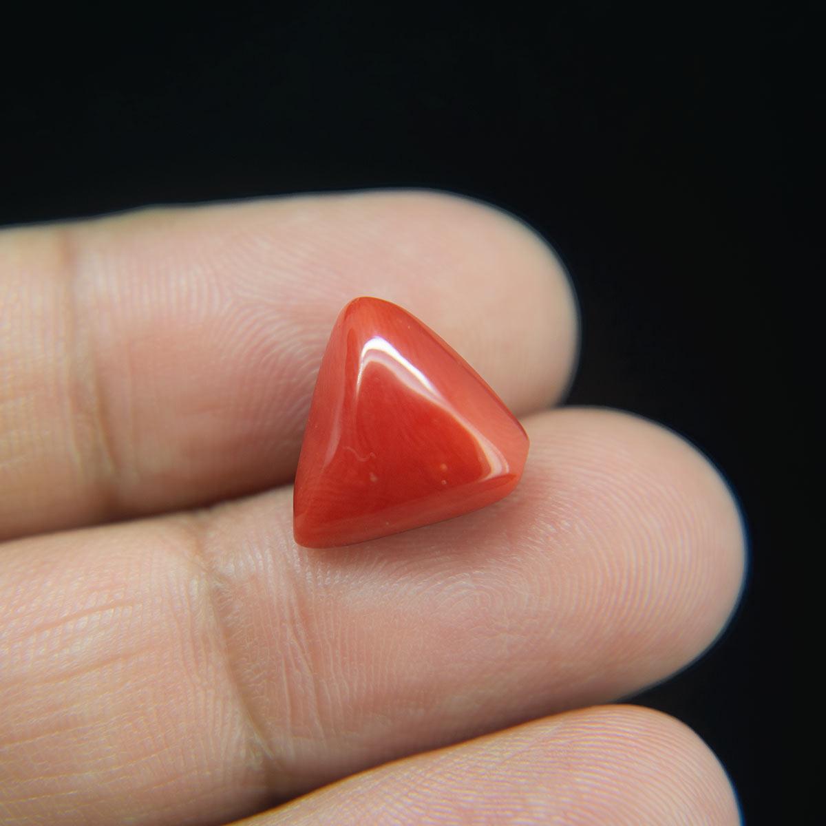 Red Coral - 8.28 Carat