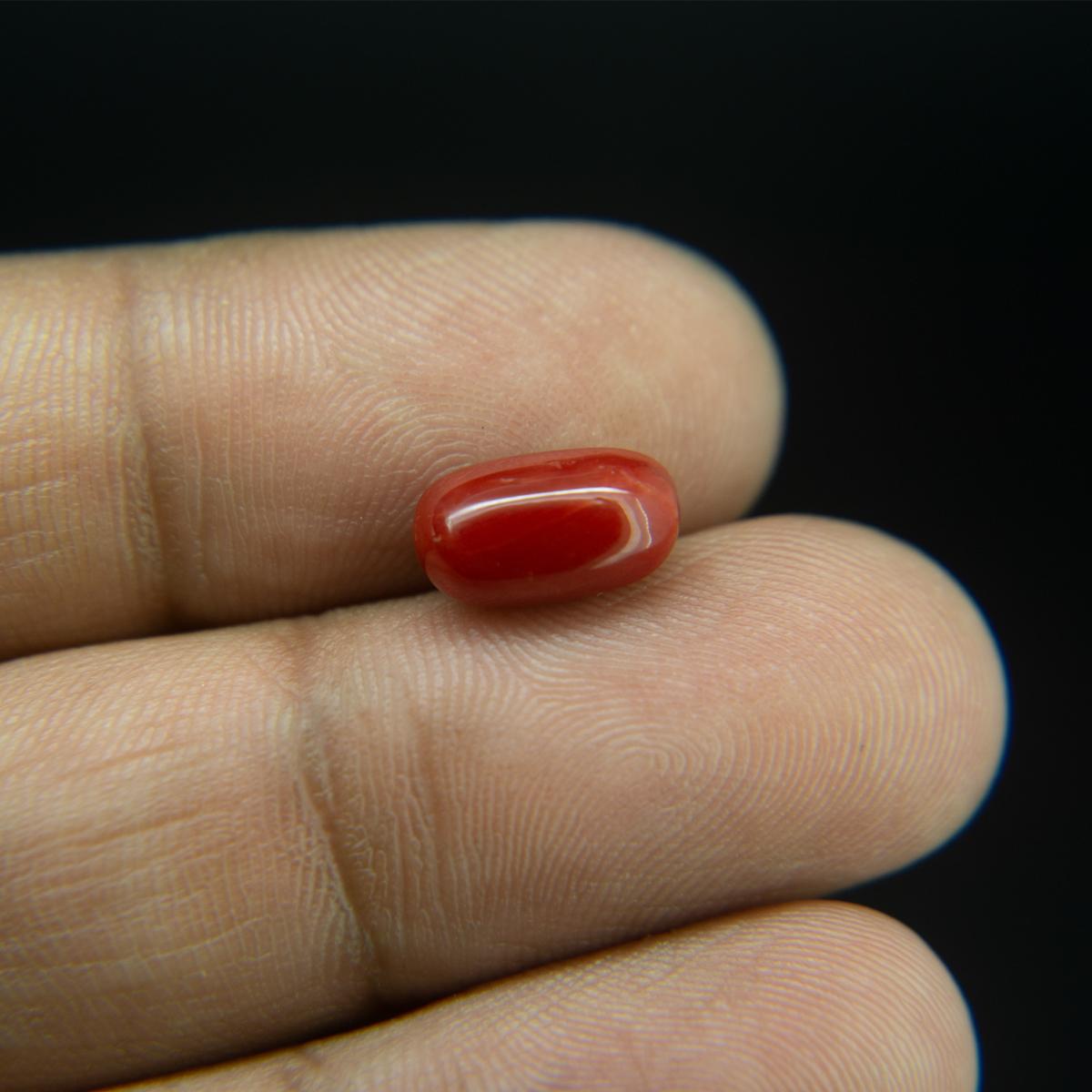 Red Coral - 2.84 Carat