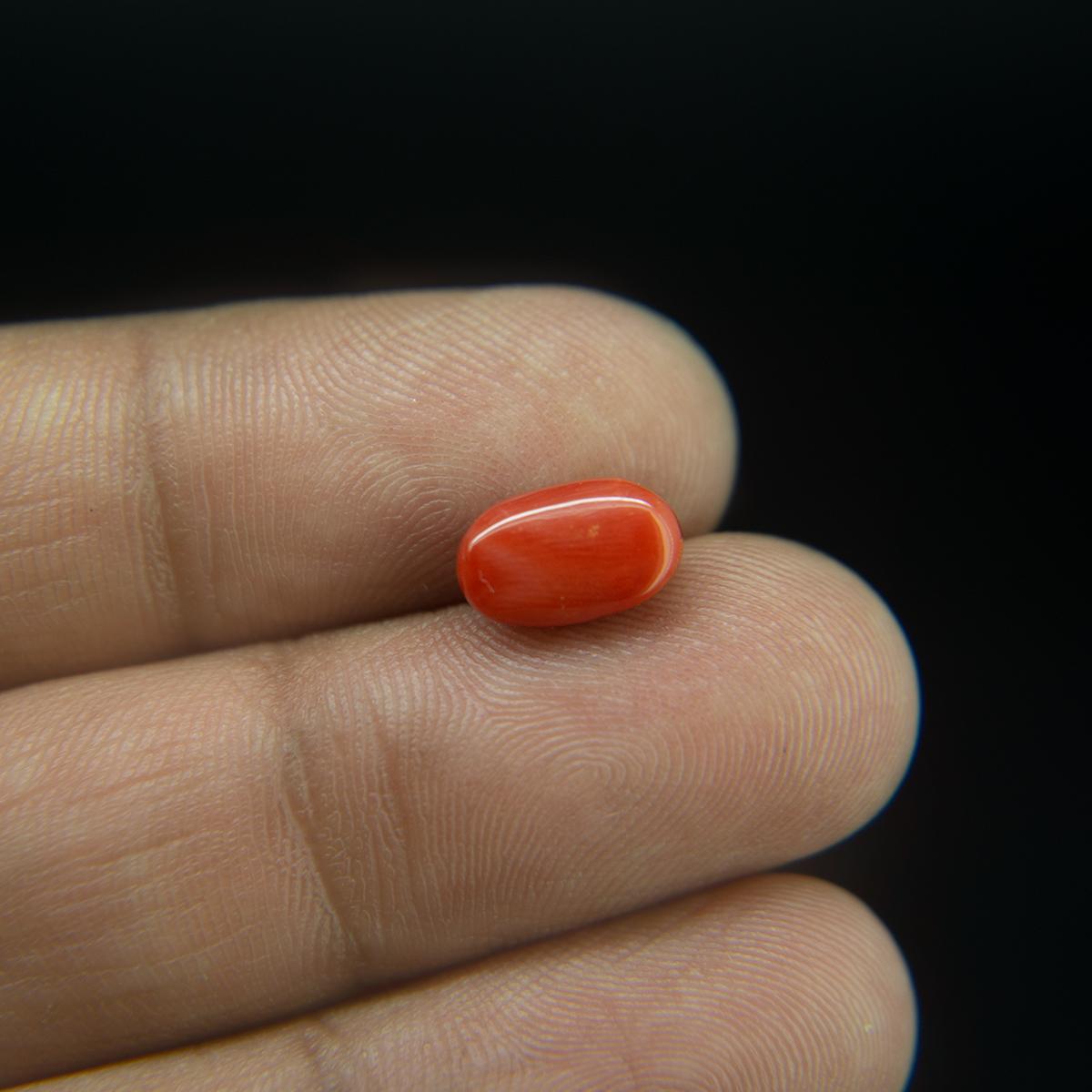 Red Coral - 3.49 Carat