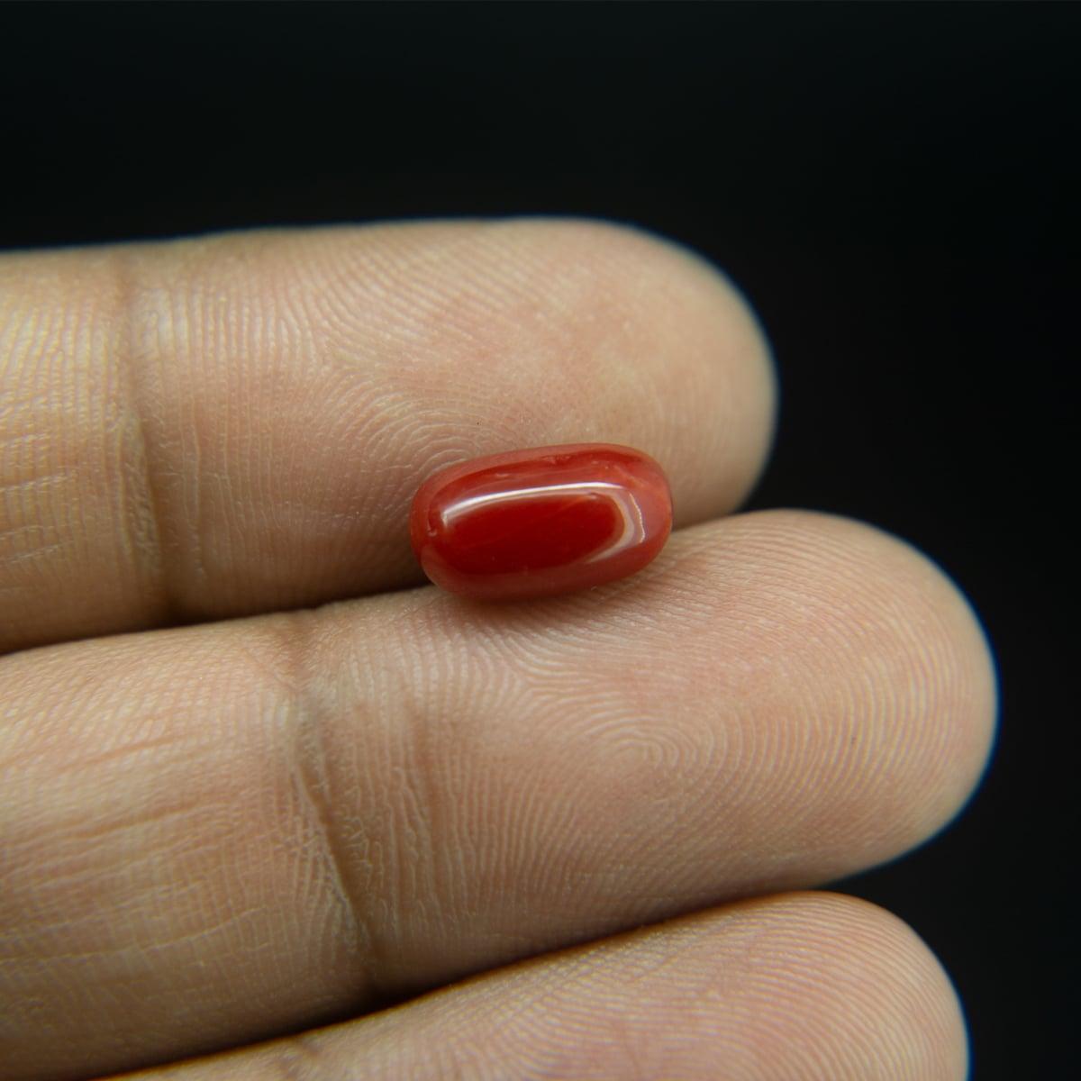 Red Coral - 3.17 Carat