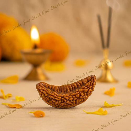 Shubh Gems 1 Mukhi Rudraksha
