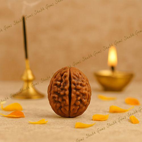 Shubh Gems 1 Mukhi Round Rudraksha