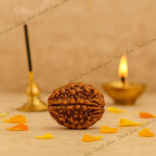 Shubh Gems 2 Mukhi Rudraksha