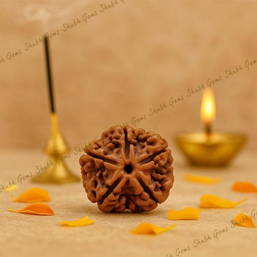 Natural 5 Mukhi Rudraksha Lab Certified