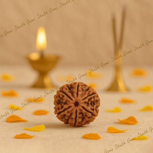 Shubh Gems 6 Mukhi Rudraksha