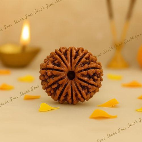 10 Mukhi Rudraksha