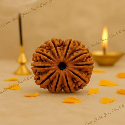 12 Mukhi Rudraksha