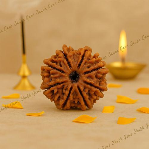 8 Mukhi Rudraksha