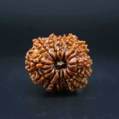 14 Mukhi Rudraksha