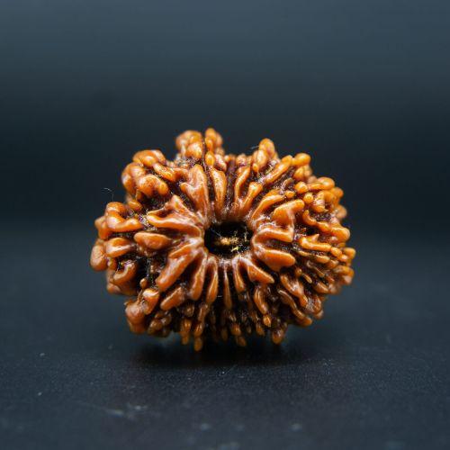 14 Mukhi Rudraksha