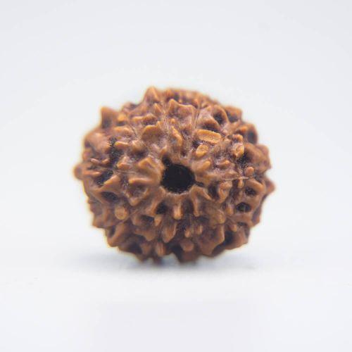 10 Mukhi Rudraksha Indonesian