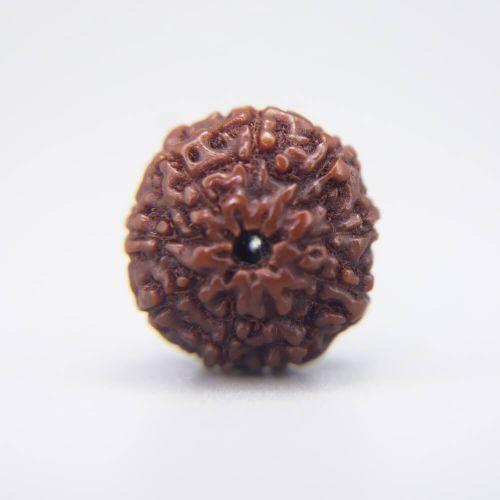 10 Mukhi Rudraksha Indonesian