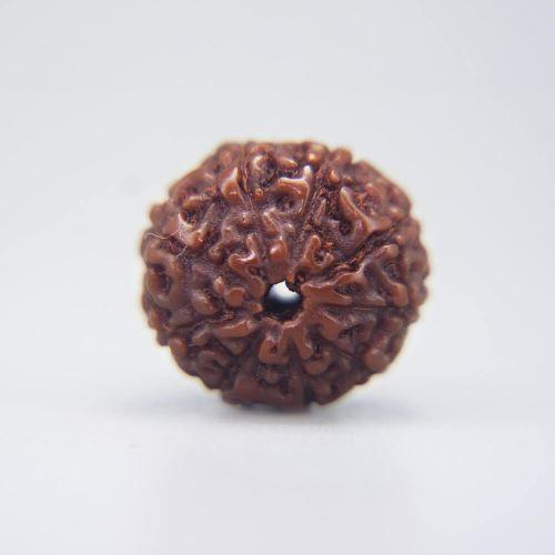 10 Mukhi Rudraksha Indonesian