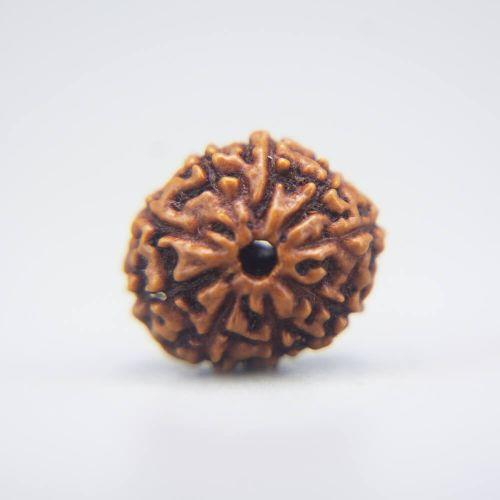 10 Mukhi Rudraksha Indonesian