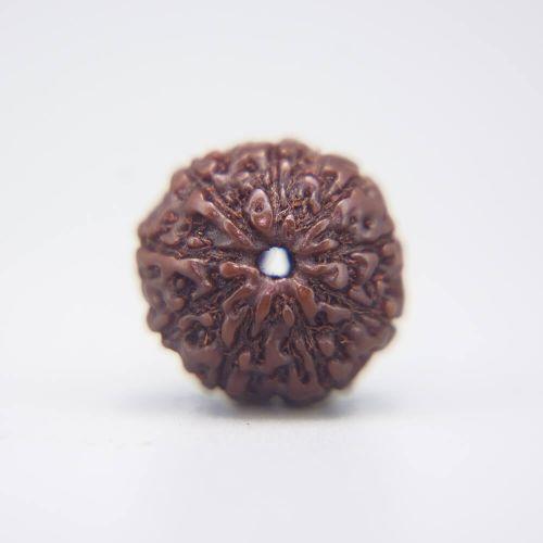 10 Mukhi Rudraksha Indonesian