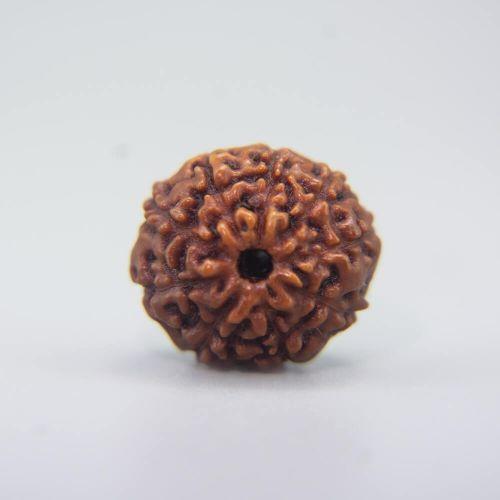10 Mukhi Rudraksha Indonesian