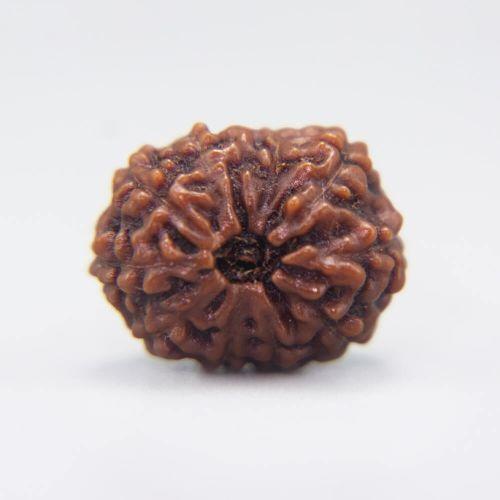 11 Mukhi Rudraksha Indonesian