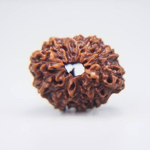 11 Mukhi Rudraksha Indonesian