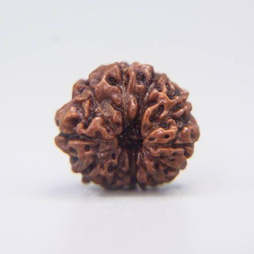 11 Mukhi Rudraksha Indonesian