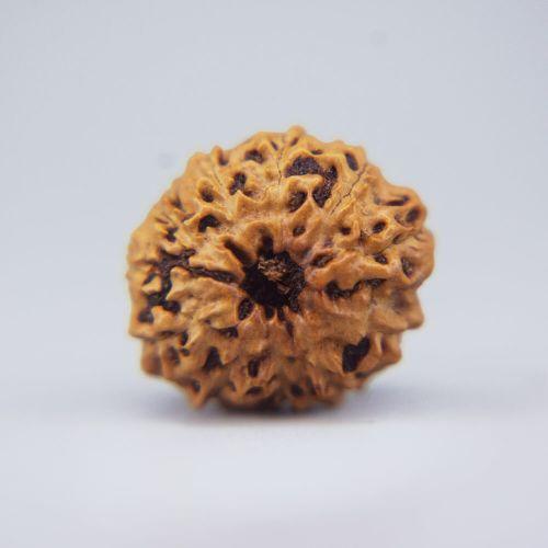 11 Mukhi Rudraksha Indonesian