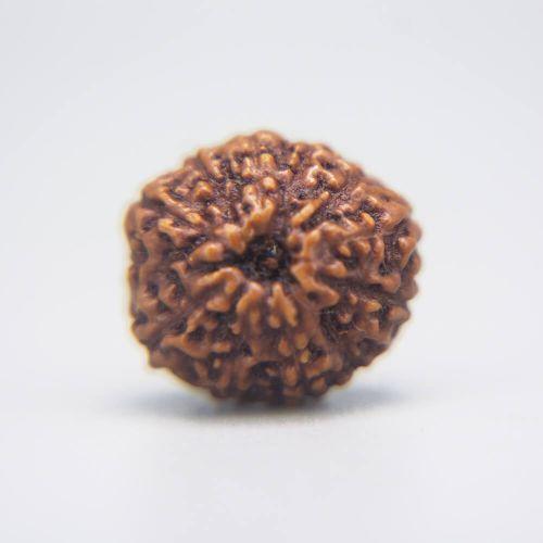 11 Mukhi Rudraksha Indonesian