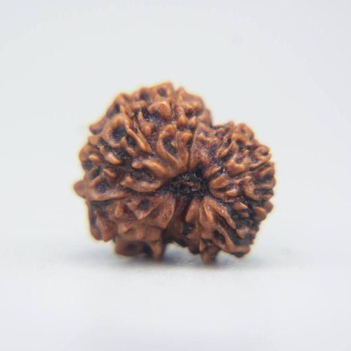 12 Mukhi Rudraksha Indonesian