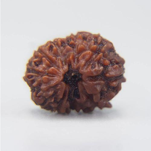 12 Mukhi Rudraksha Indonesian