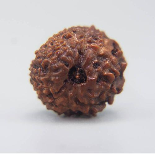 12 Mukhi Rudraksha Indonesian