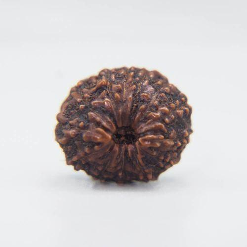 13 Mukhi Rudraksha Indonesian