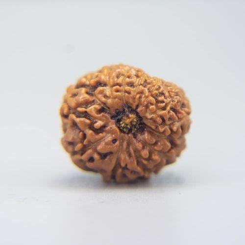 13 Mukhi Rudraksha Indonesian