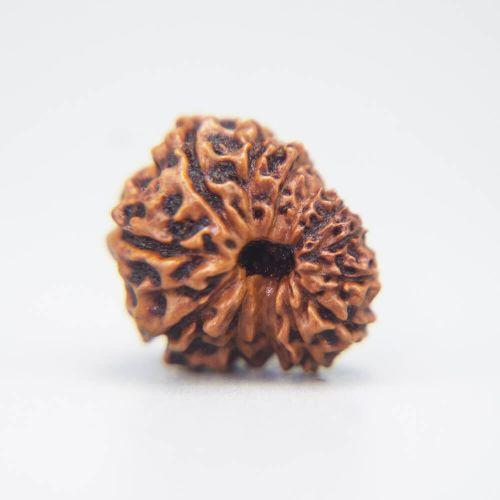 13 Mukhi Rudraksha Indonesian