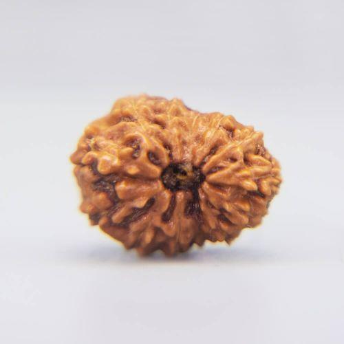 13 Mukhi Rudraksha Indonesian