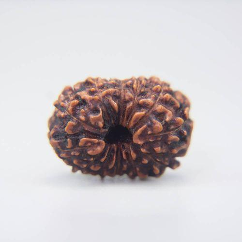 13 Mukhi Rudraksha Indonesian