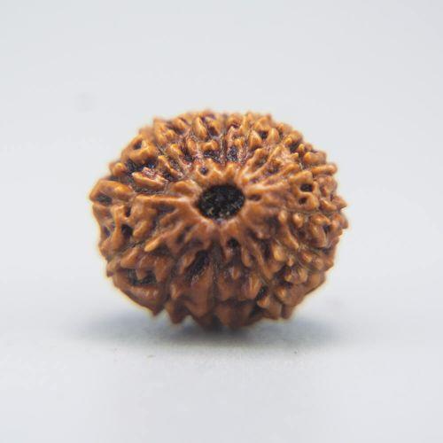 13 Mukhi Rudraksha Indonesian