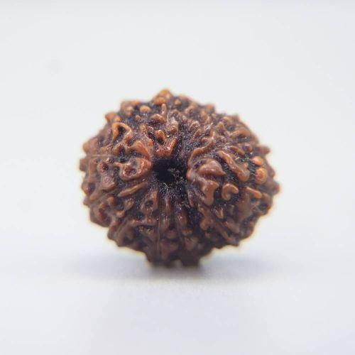13 Mukhi Rudraksha Indonesian