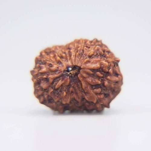 14 Mukhi Rudraksha Indonesian