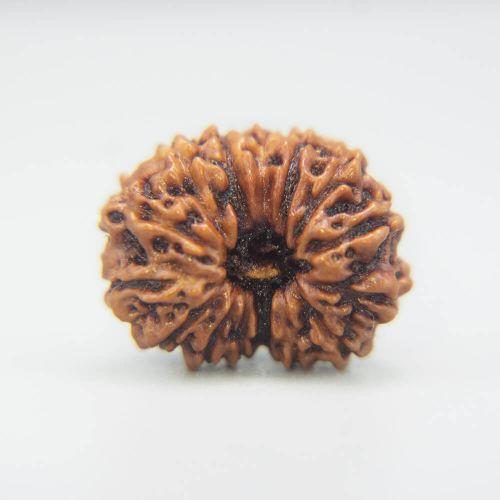 14 Mukhi Rudraksha Indonesian