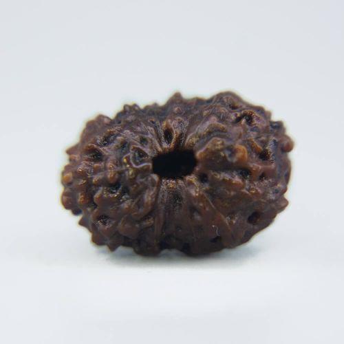 14 Mukhi Rudraksha Indonesian
