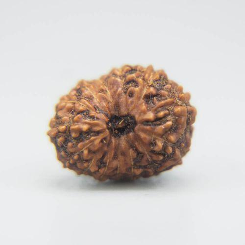 14 Mukhi Rudraksha Indonesian