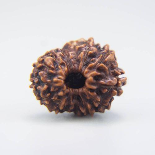 14 Mukhi Rudraksha Indonesian