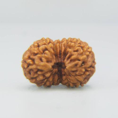 14 Mukhi Rudraksha Indonesian